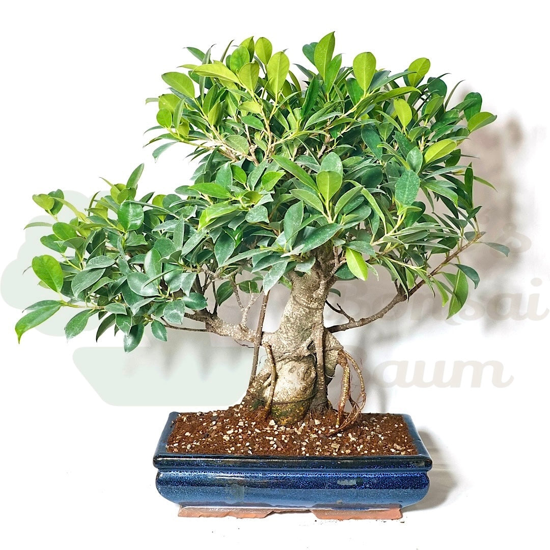 Chinesische Feige 'Ficus Retusa'